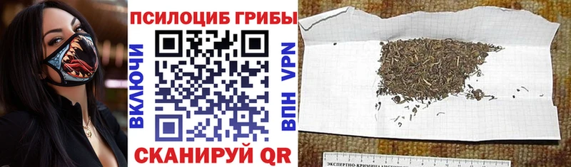 купить закладку  Туран  Галлюциногенные грибы Cubensis 
